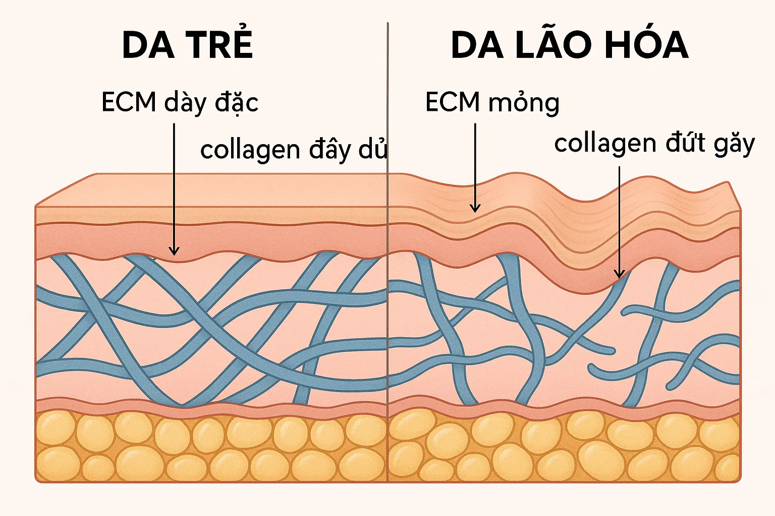 bo serum te bao goc pepbuw media skin repair peptide tai tao dieu tri da 6