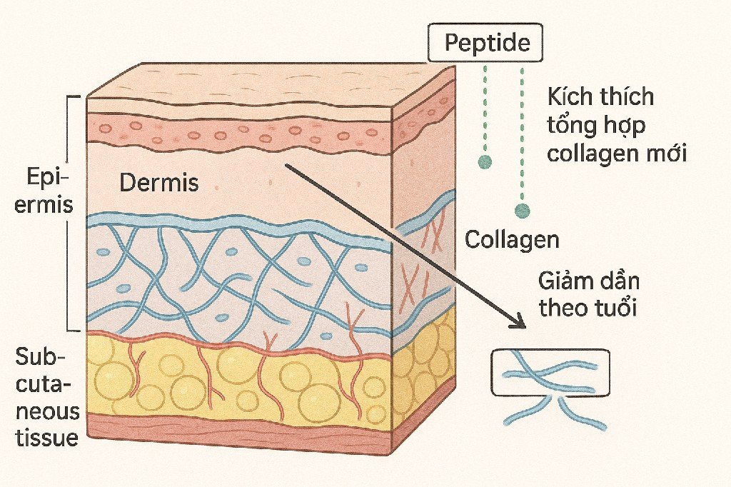 bo serum te bao goc pepbuw media skin repair peptide tai tao dieu tri da 18
