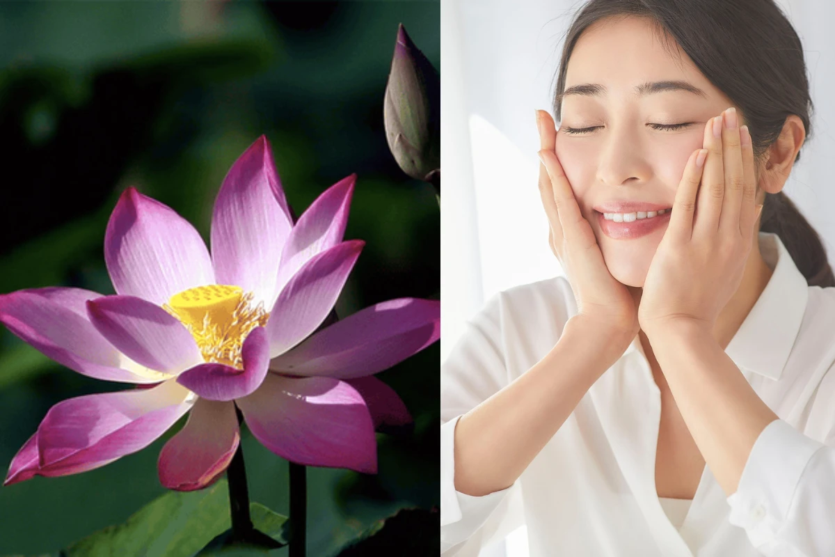 hoa sen nelumbo nucifera trong duong sang va lam diu moi 2
