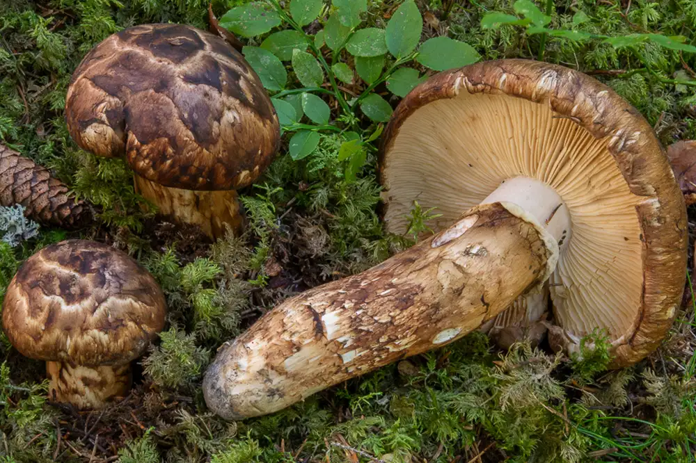 loi ich chong lao hoa tu nam tung nhung tricholoma matsutake 1