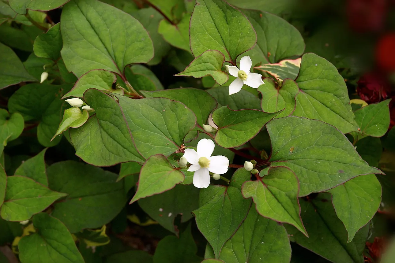 chiet xuat diep ca bi quyet lam diu da tu nhien 3 1