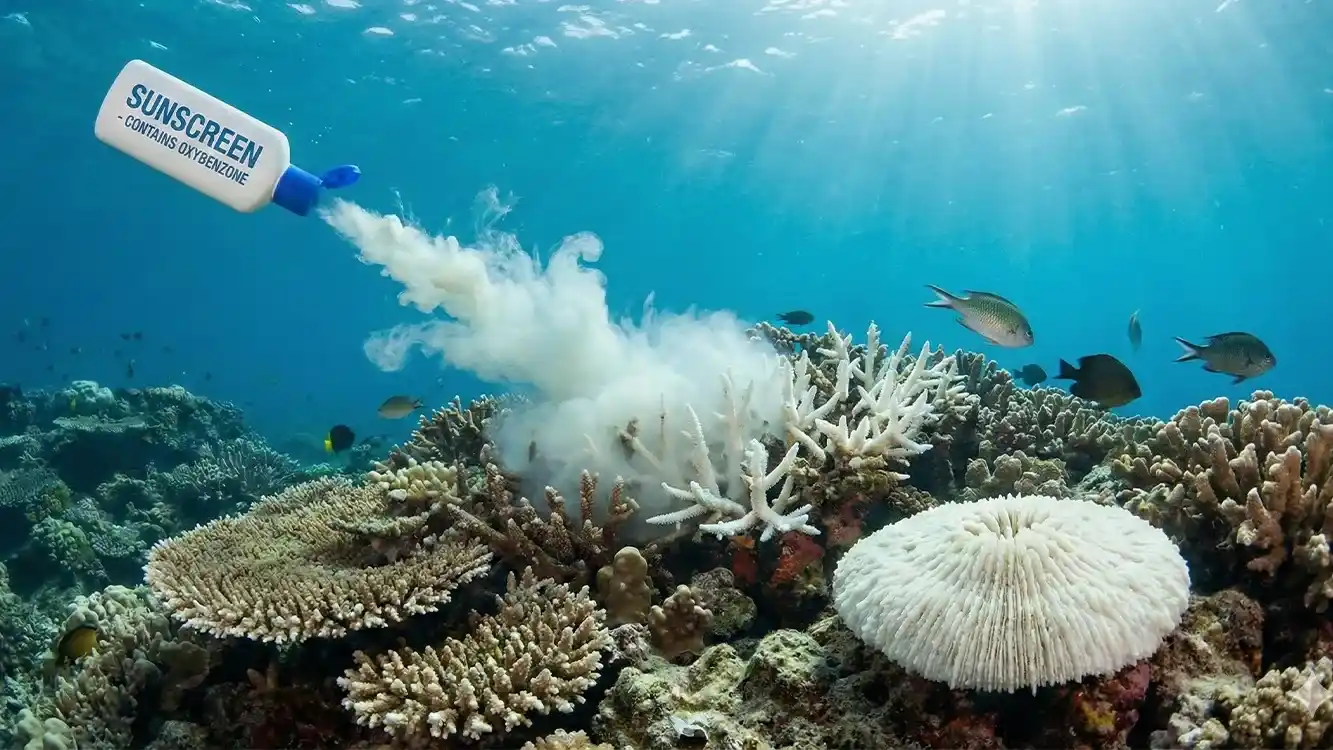 reef safe la gi va vi sao ngay cang quan trong 2